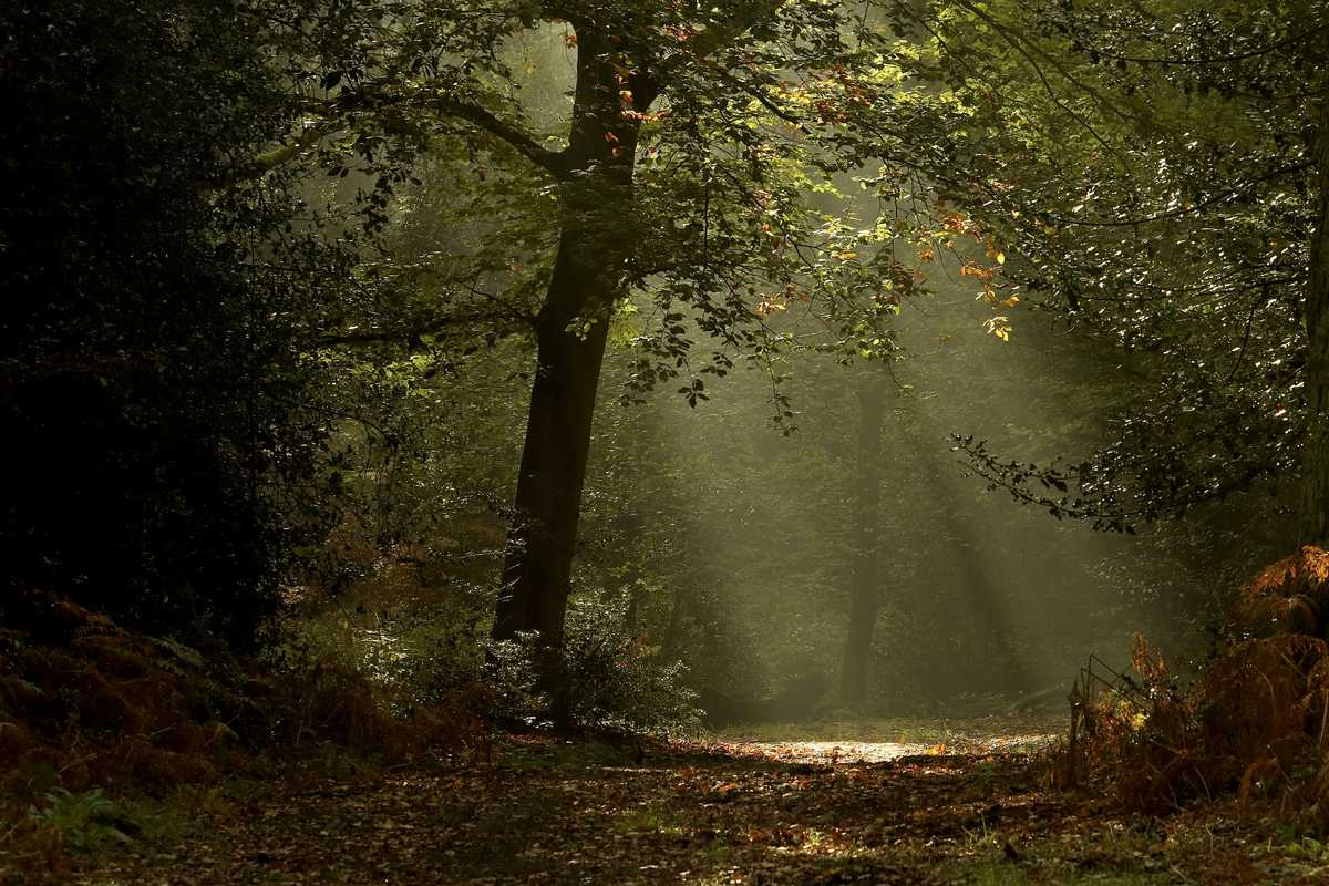 Blurred Lines: An Essayist’s Dispatches on Slippery States of Being