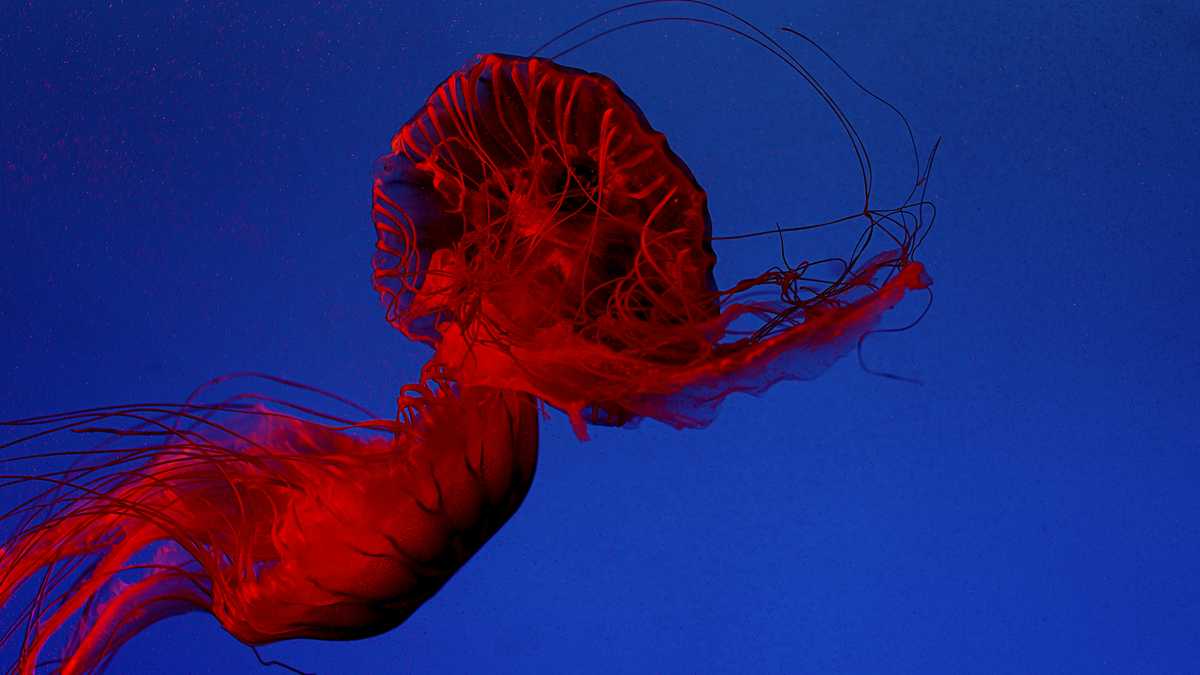 citing virus putin suspends vote on keeping him in power image003