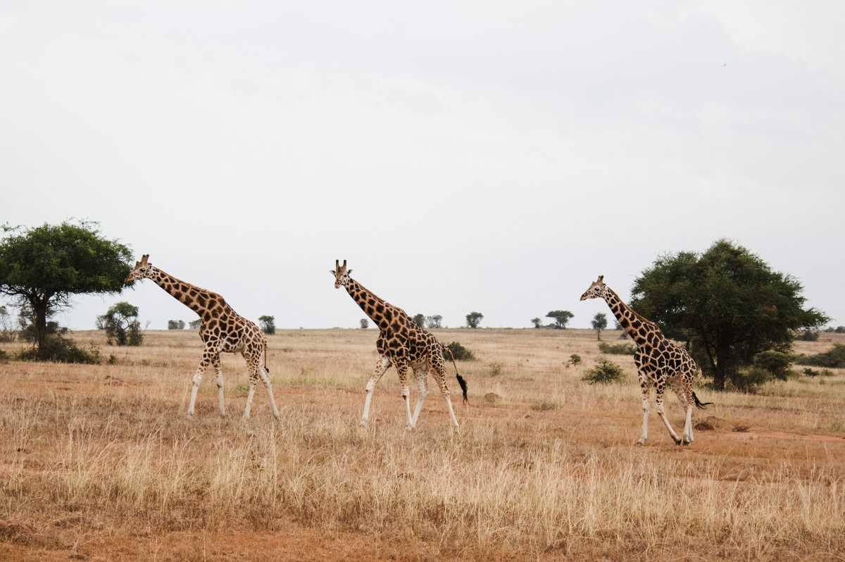 coronavirus fears may affect how airlines curb their carbon emissions in 2021 image003