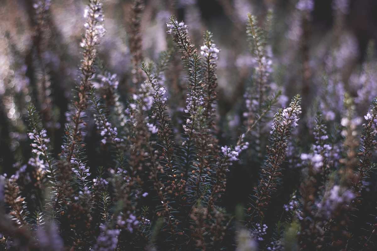 ‘Do Not Touch the Flowers!’ One Family’s Eco-Adventure in the American Southwest