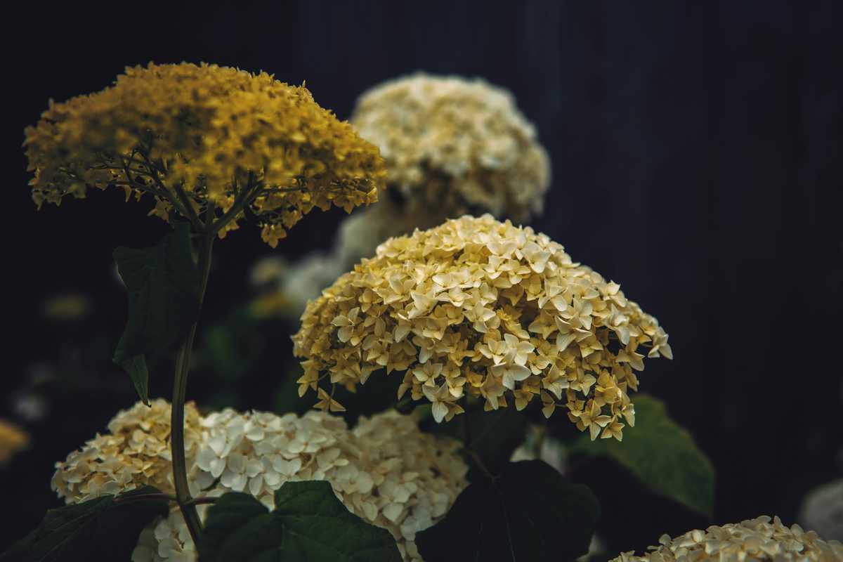 frieze cancels new york art fair amid coronavirus concerns image003