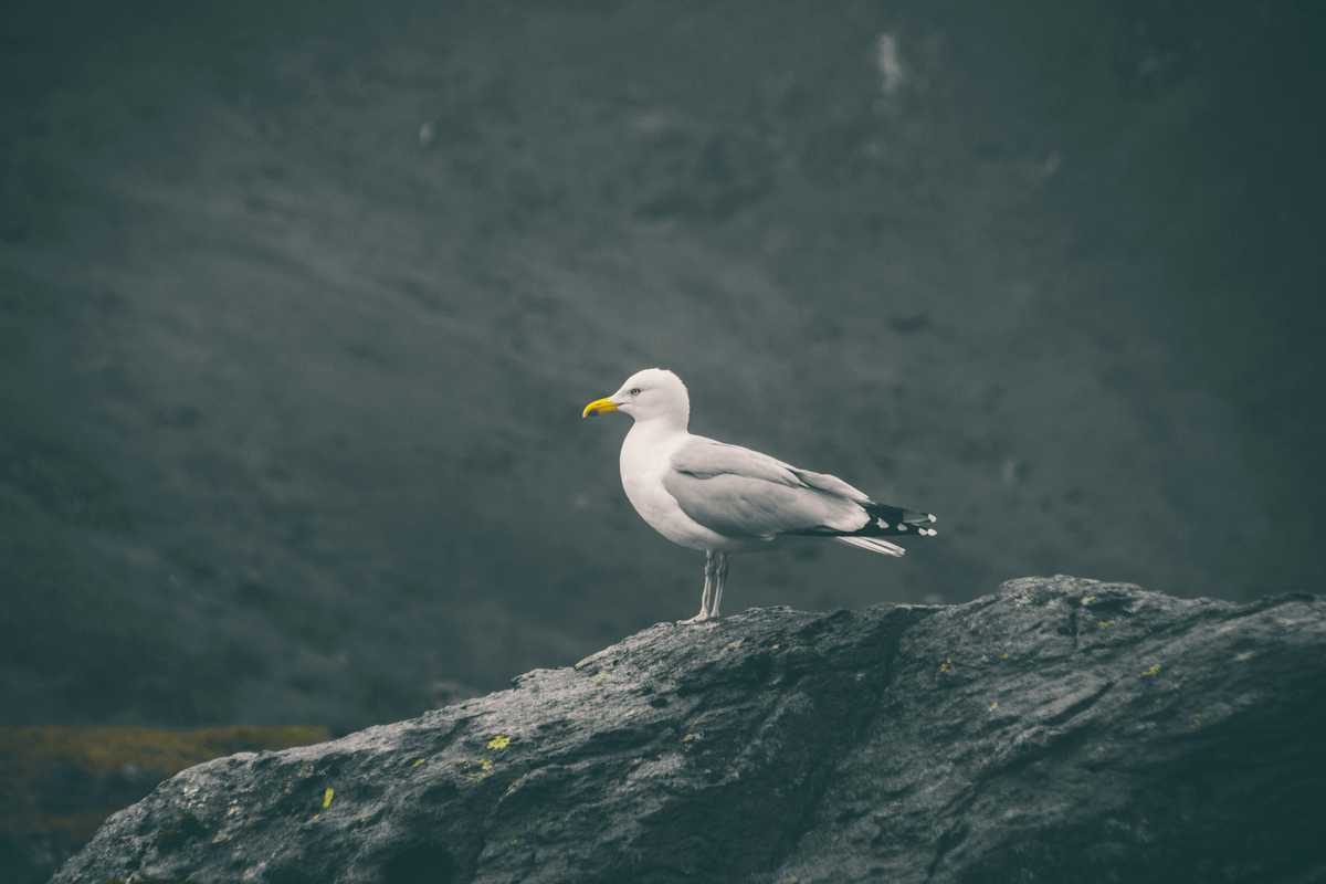 in a time of crisis her voice was the one that galvanized alaska image002