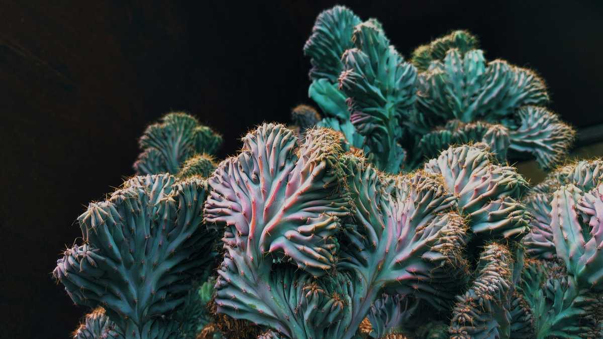 indian wells tennis tournament canceled because of coronavirus outbreak image003