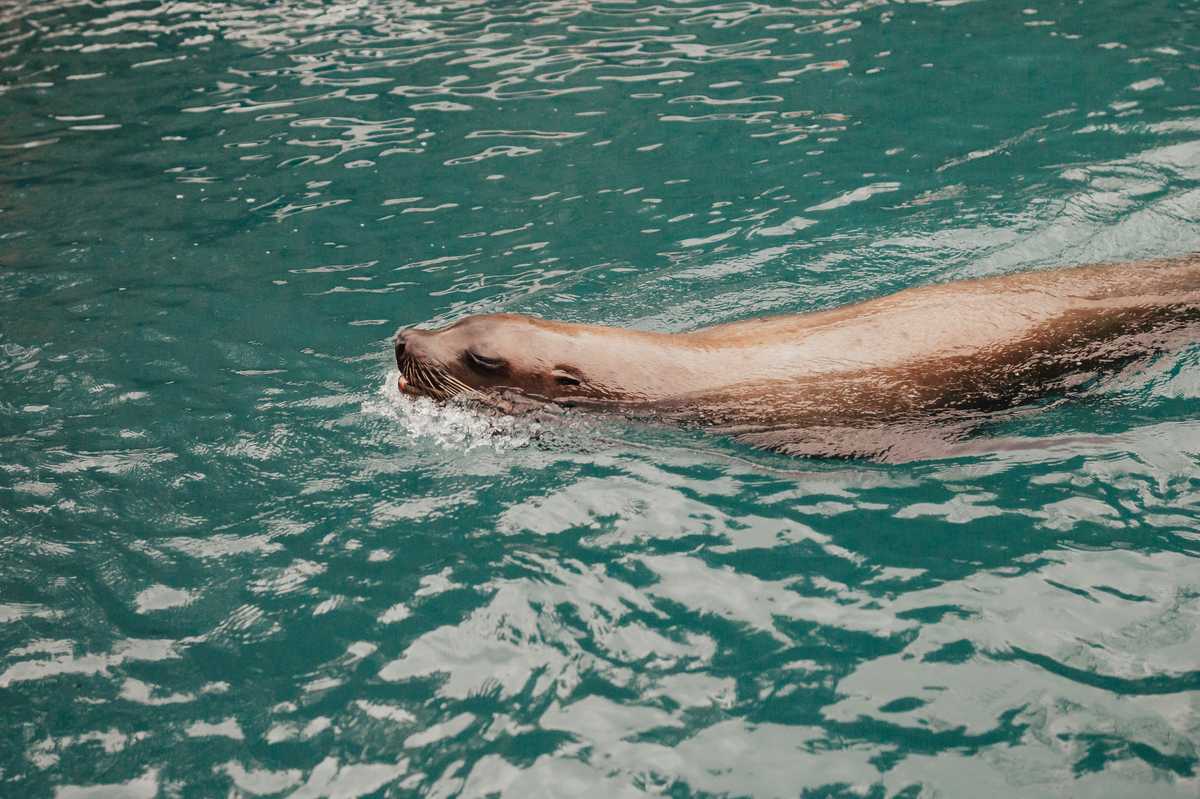 neanderthals feasted on seafood seabirds perhaps even dolphins image002