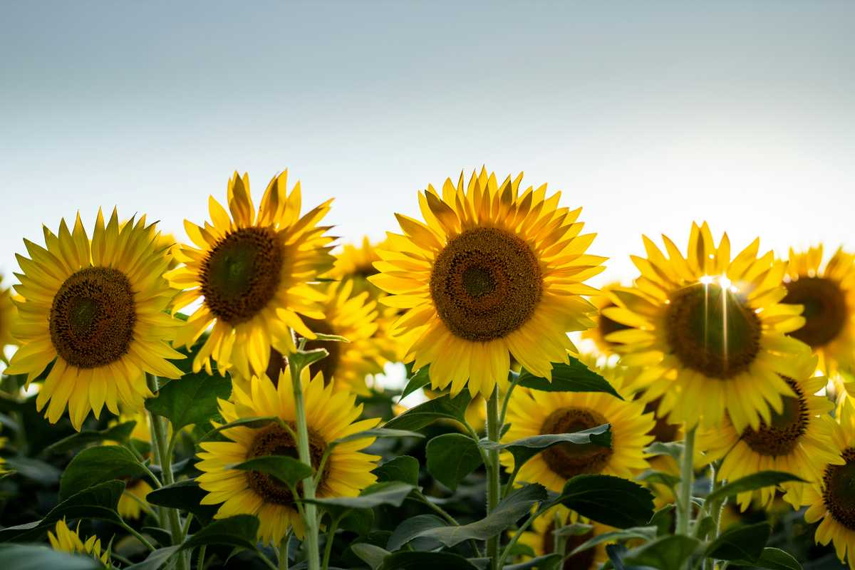 olympics delay will dent japan growth but coronavirus risks far greater image002