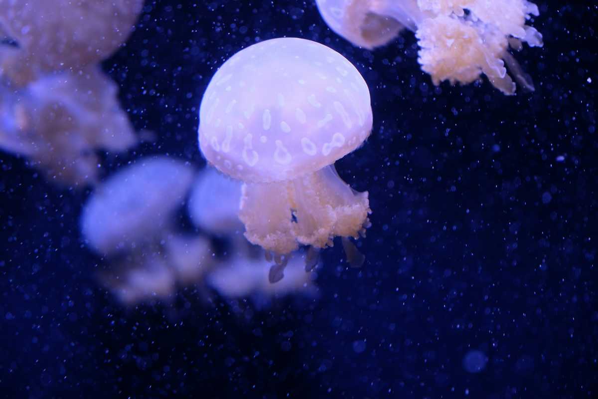 tom brady in tampa bay it s not as weird as it sounds image003