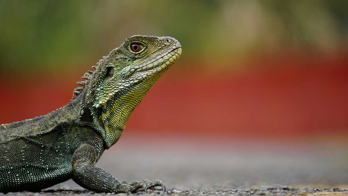 What to Watch and Do in Quarantine at Home
