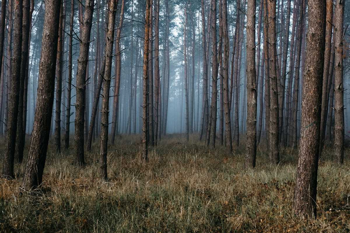 Where to Celebrate the 50th Anniversary of Earth Day